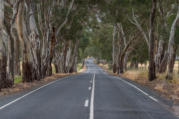 Fototapeta premium Road in countryside with eucalyptus trees. Travel background