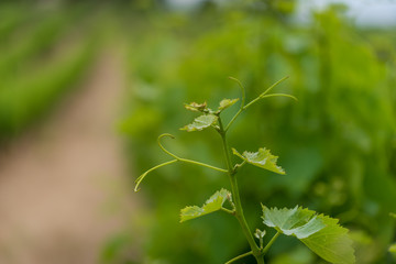 Grape vine closeup. Fresh young grape leaves with vines
