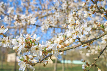 Obraz premium A branch of plum blossoms, white flowers in spring, the plum tree in bloom