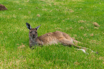 Naklejka na ściany i meble Australian kangaroo wild animal lying in the grass