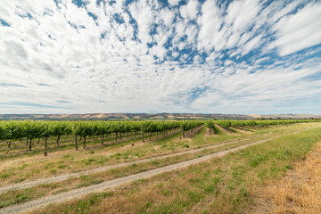 Vineyard landscape with rows of grape plants