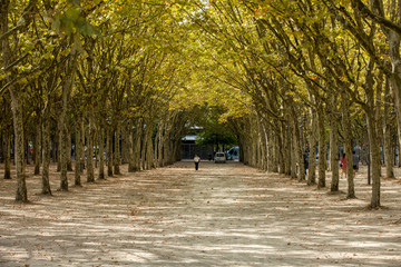  Public garden along Place des Quinconces, Bordeaux France, with a canopy of green trees.