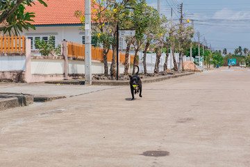 Happy smiling young black Pitbull dog walking with green tennis ball