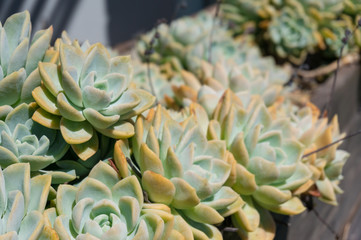 Beautiful succulent plants in the flowerpot outdoors