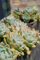 Fototapeta premium Beautiful succulent plants in the flowerpot outdoors