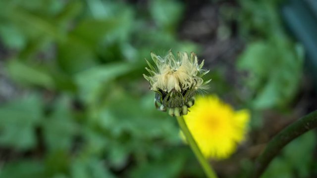 Timelapse fleur pissentlit qui s'ouvre pour semer graines