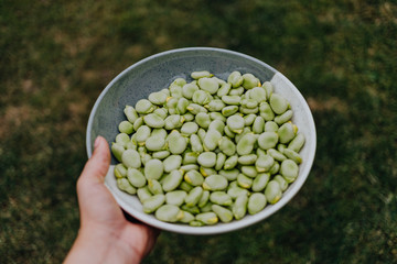 Green fava beans