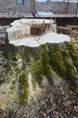 Fototapeta na wymiar old tree stump on the ground