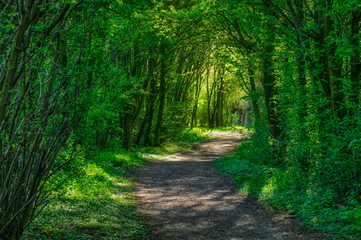 Fototapeta premium Wanderweg in den Rheinwiesen bei Duisburg Friemersheim