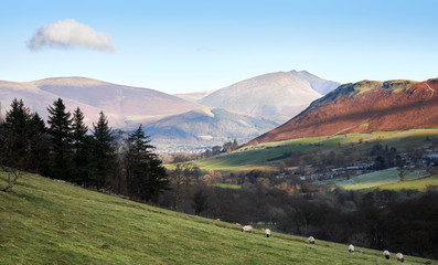 Sheep grazing in the green winter pastures of farmland around Newlands with distant views of Skiddaw, Lonscale Fell and Blencathra on a cold but sunny winters day in the Lake District.
