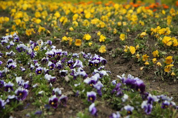 Fototapeta premium Colorful daisies by the road