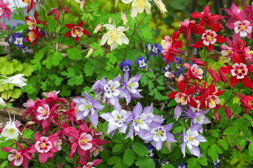 Colorful Aquilegia flowering in the perennial Cottage garden