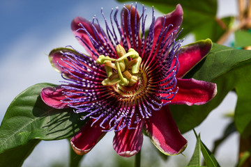Beautiful deep red and purple Passion Flower - passiflora alata showing ist delicate Details growing on a vine in the tropical garden.