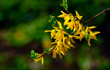 Yellow Forsythia Branch