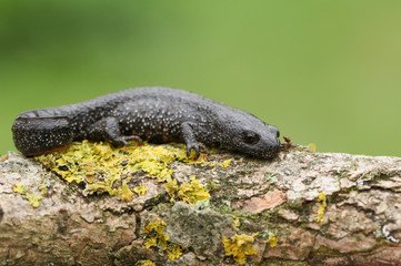 A beautiful Great Crested Newt, Triturus cristatus, on moss in spring.