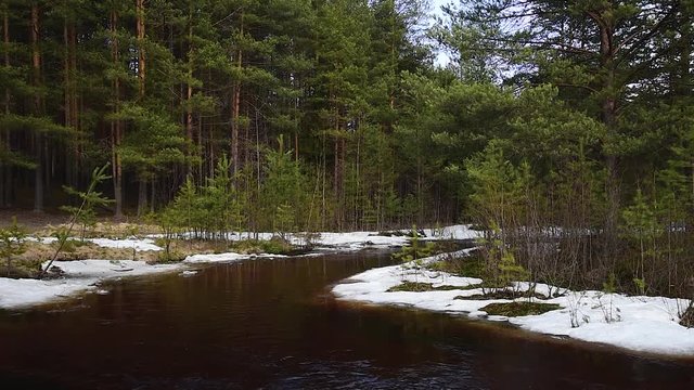 Forest river and floating ice floes. Transient creek in a spring pine forest