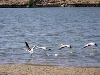 Flying Rosy Flamingo, Phoenicopterus roseus, in a large bay. Oman