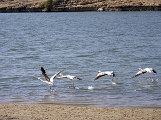 Fototapeta na wymiar Flying Rosy Flamingo, Phoenicopterus roseus, in a large bay. Oman