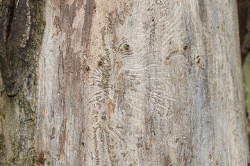 The tree trunk of a dead English Elm Tree, Ulmus procera, that has been killed by Dutch Elm disease in woodland in the UK.