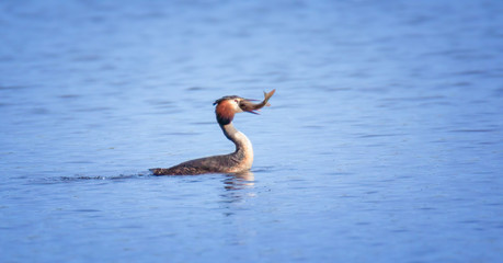 Wildlife background of Great Crested Grebe Podiceps cristatus hunting on a pond.