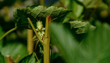 grasshopper