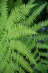 fern