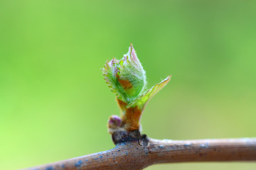 vine bud macro