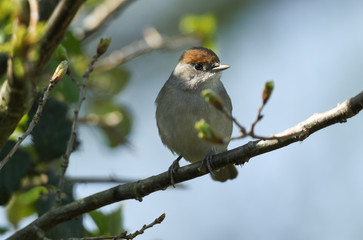 A pretty female Blackcap, Sylvia atricapilla, perching on a branch of a tree in spring. It has just arrived back in the UK, and is looking for somewhere to nest.