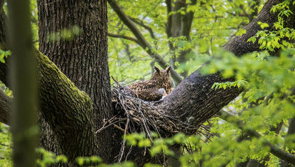 Eurasian Eagle Owl Bubo Bubo sitting sitting on a nest in the tree crown with cubs and guarding,...