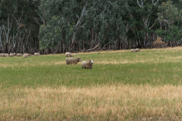 Fototapeta premium Flock of sheep grazing on countryside paddock