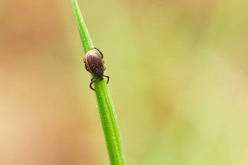 The castor bean tick (Ixodes ricinus) - male on grass with copy space around. Czech Republic, Europe