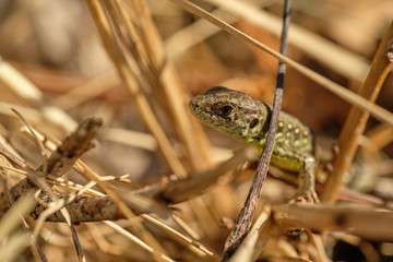 The sand lizard (Lacerta agilis) hidden on ground. Czech Republic, Europe
