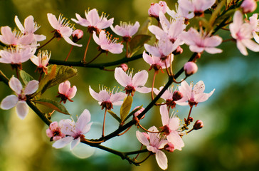 Obraz na płótnie Canvas Plum blossoms