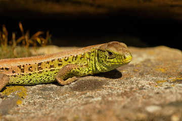 The sand lizard (Lacerta agilis) on stone. Czech Republic, Europe