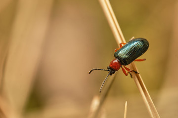 Ground beetle Lebia chlorocephala -  macro photography. Czech Republic, Europe
