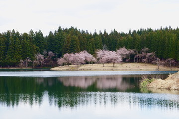 Obraz premium 湖面に映る桜が美しい中子の桜