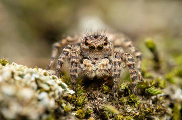 Jumping spider Aelurillus v-insignitus - female