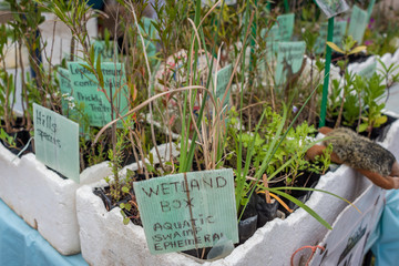 Plants for sale, plant nursery selling wetlands and aquatic plants