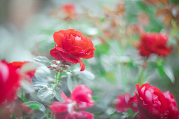 Obraz premium Beautiful Roses on natural background