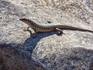 Ocellated skink, Chalcides ocellatus, sitting on boulder in rocky desert. Oman.