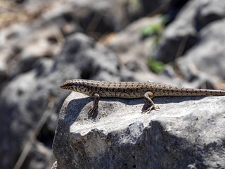 Ocellated skink, Chalcides ocellatus, sitting on boulder in rocky desert. Oman.