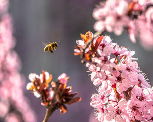 Abeille sur prunus en fleurs