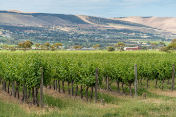 Fototapeta na wymiar Vineyard landscape with rows of grape plants