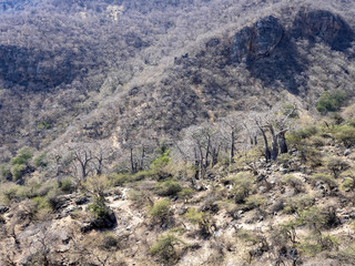 Mysterious Adansonia digitata, family Bombacaceae in rocky wadi Hinna desert. Oman.