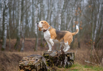 beautiful dog breed Beagle on a walk in the morning in the spring Park in the fog