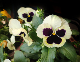 Flowering plant - garden pansy. Scientific name - Viola tricolor var. hortensis. Color - Light yellow.