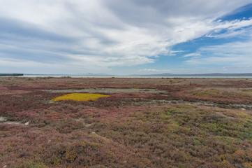 Wetlands landscape with aquatic vegetation and dry yellow plants