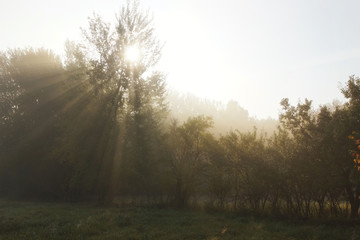 Fototapeta na wymiar Sunbeams, trees and foggy morning