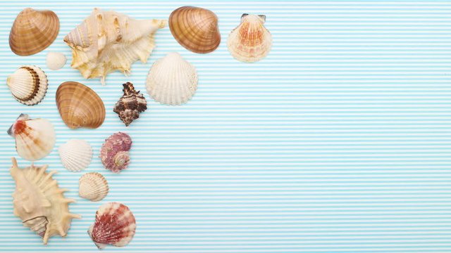 Seashells moving on by one on left side  - Stop motion 