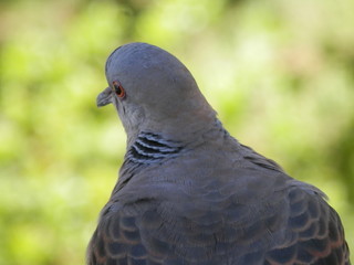 後方から見た鳩の顔